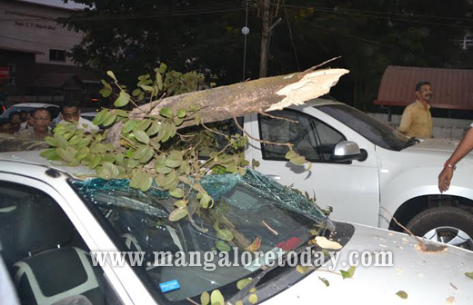 tree collapse 1